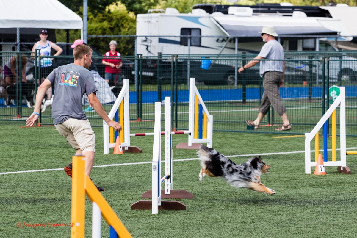 MKSY Échelle de dressage d'agilité pour chiens, équipement d'entraînement  pour chien, parcours d'obstacles pour animaux de compagnie